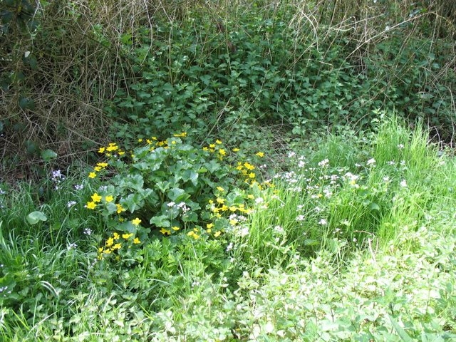 2008 04  Bota et Myco 10